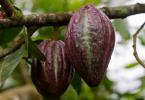 Kakao çekirdekleri: nerede yetişiyorlar, fasulyelerin kullanım alanları ve faydalı özellikleri