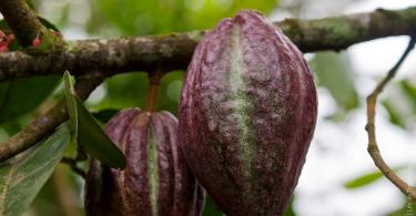 Kakao çekirdekleri: nerede yetişiyorlar, fasulyelerin kullanım alanları ve faydalı özellikleri